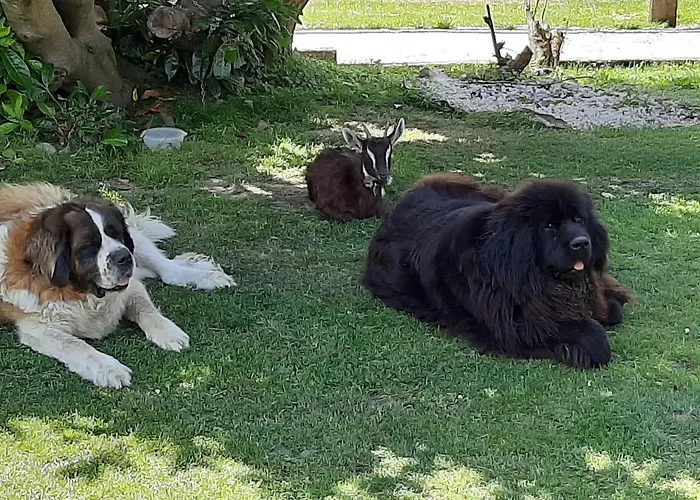 La Roulotte De Germaine Camping